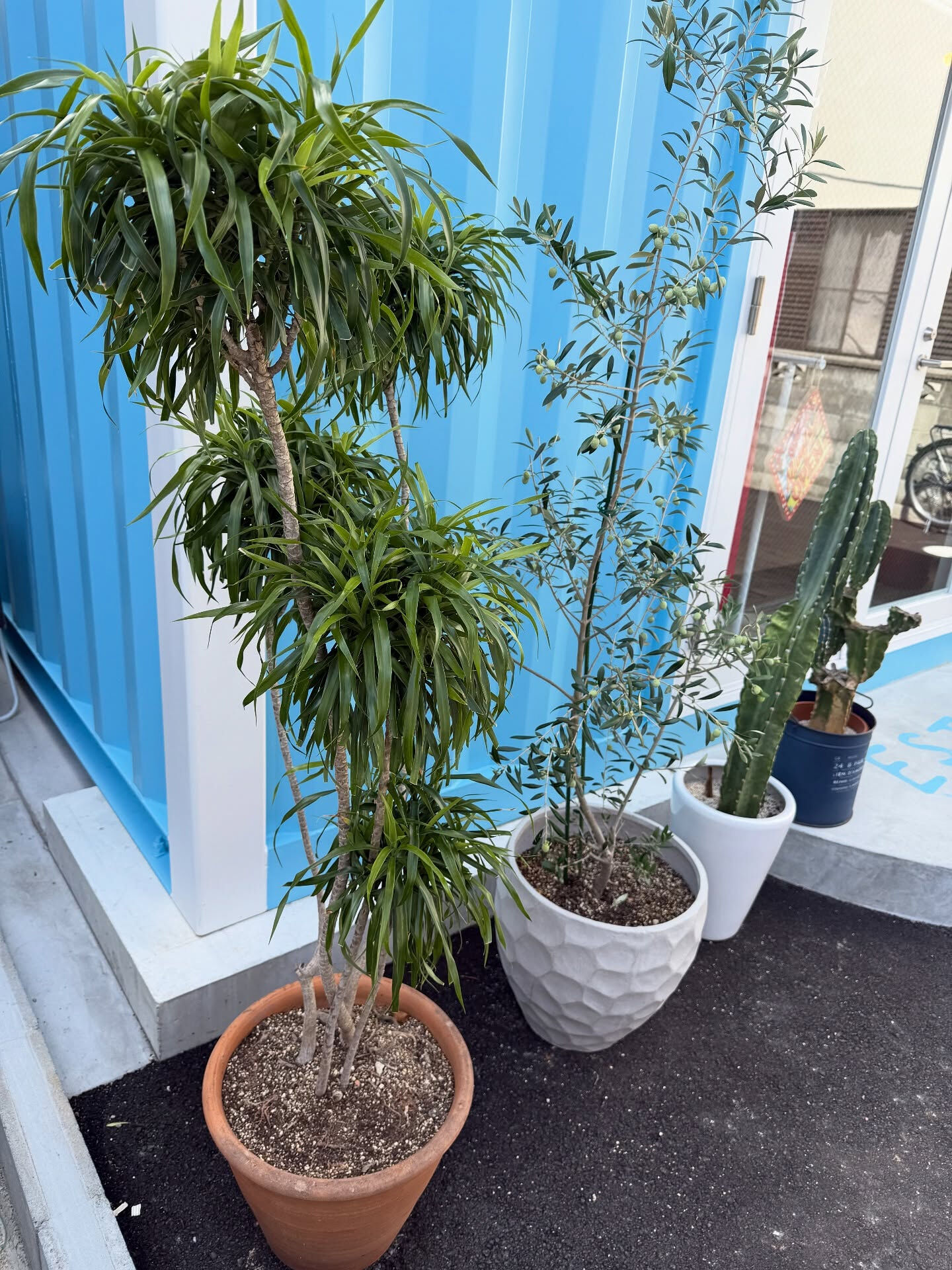 先日の午後に少し空き時間があったのでいただいた観葉植物の鉢の