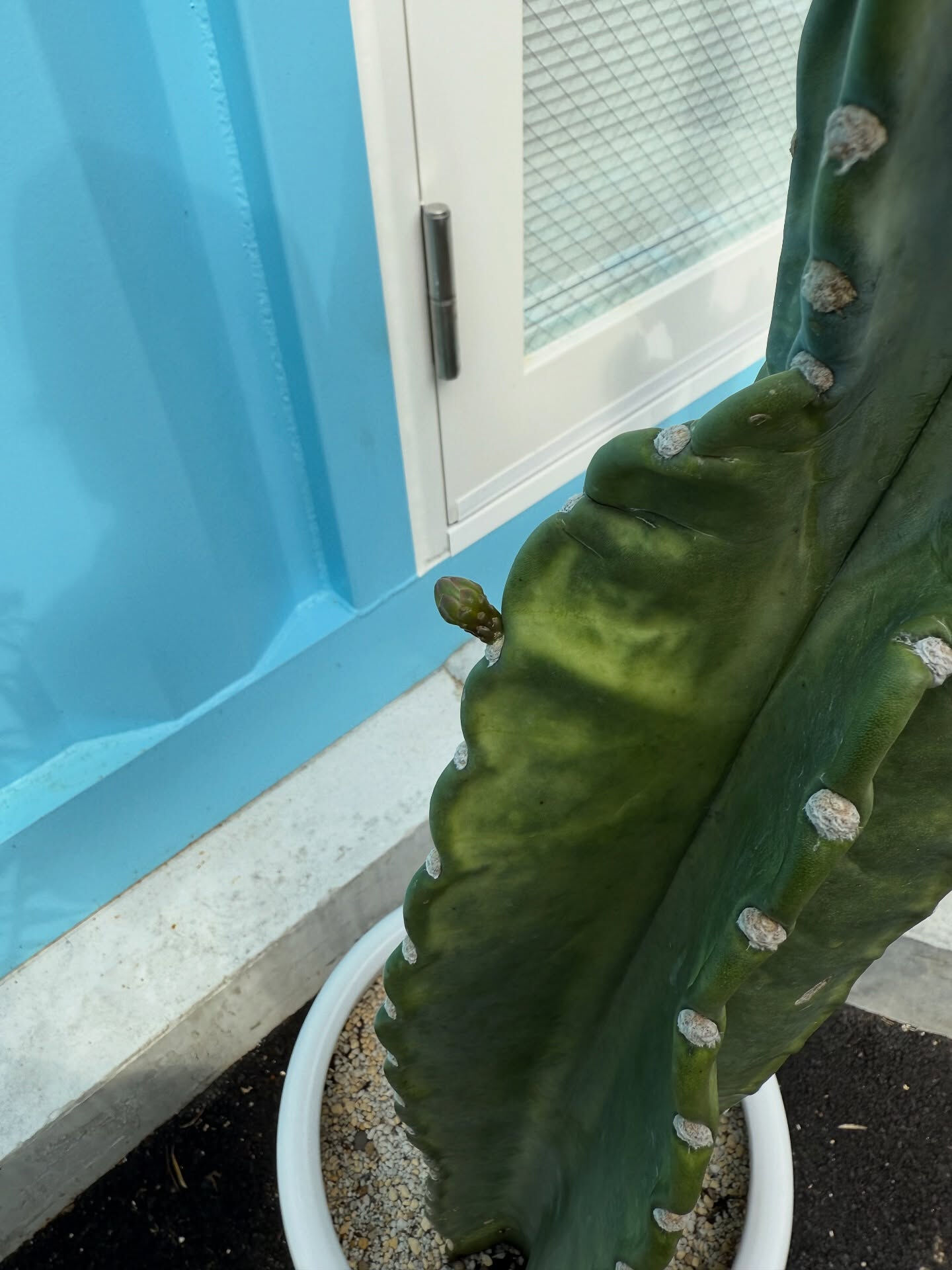 先日の午後に少し空き時間があったのでいただいた観葉植物の鉢の